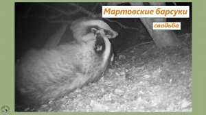 Свадьба у пары барсуков в начале марта. 11.03.25