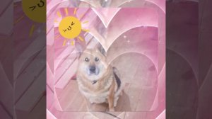 1000046051.mp4 (Собака наблюдает за устройством лестницы на 2 этаж в доме А-фрейм)