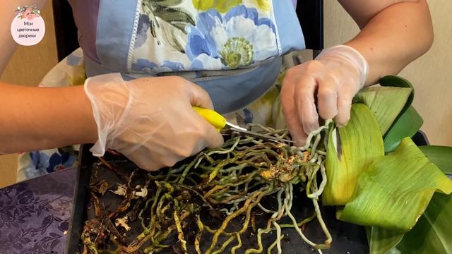Пересадка взрослой орхидеи. Подробно показываю как правильно пересадить фаленопсис . смотреть онлайн