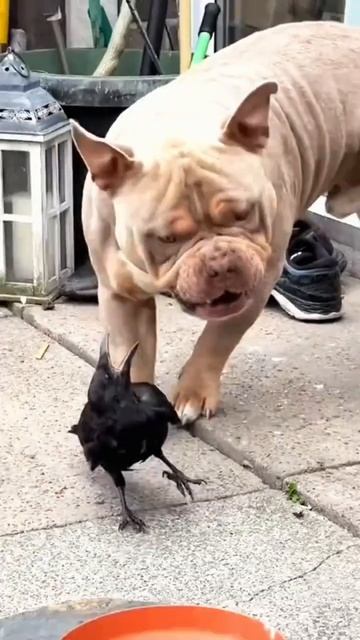 Приколюхи с кошаками и не только🤣 смотреть онлайн