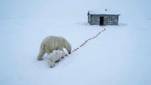 Мужчина спас мать-медведицу с детёнышами, замёрзших в лесу. смотреть онлайн