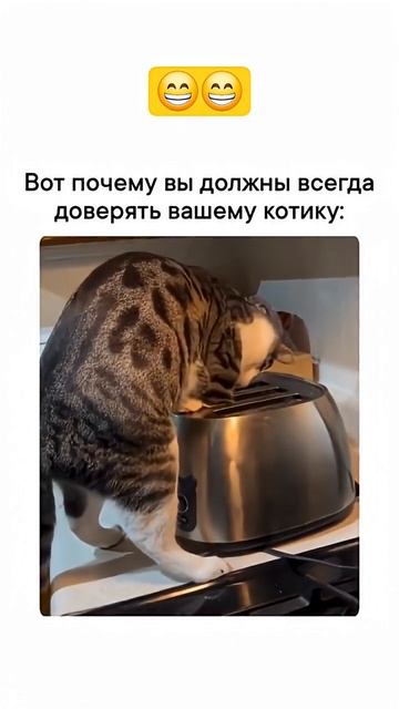 Всегда доверяйте 🤣своим котикам смотреть онлайн