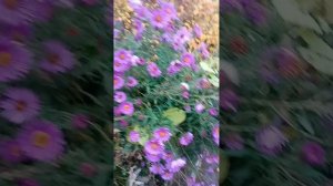 #ах это лето ах это осень до чего же красиво