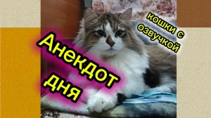 АНЕКДОТ ДНЯ. Кошки с озвучкой.