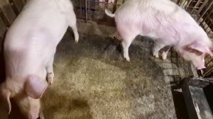 Как живут в Русской Деревне,Не какой личной Жизни,Отогрела его в сарае