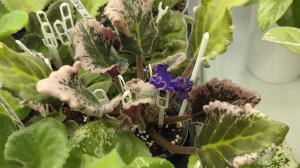 Детки 👬🤸фиалок 🌸переросли. 🙉 Что 🤔делать🙈☘️🌱☘️🌱