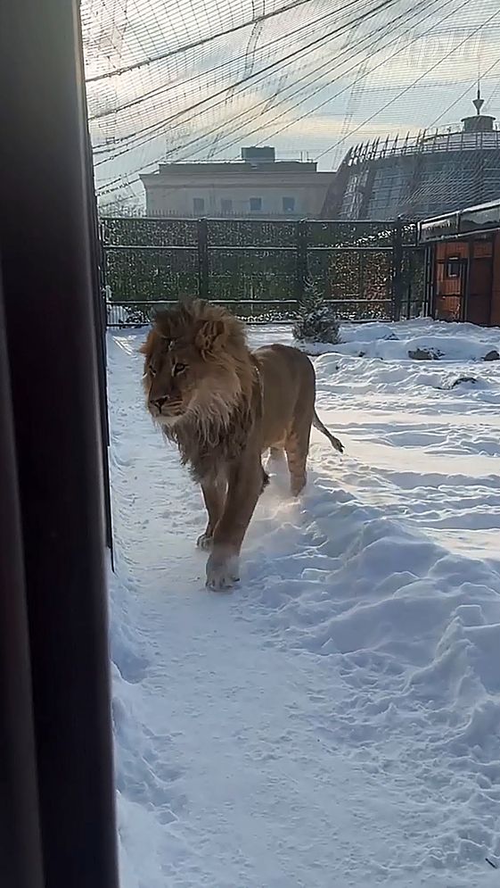 Лев ШЕРХАН радуется зиме. #шерхан #шерхан_тайган #лев #lion #zoo #bigcat #animals #shortvideo смотреть онлайн