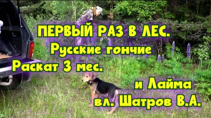 ПЕРВЫЙ РАЗ В ЛЕС. Раскат 3 мес. и Лайма вл. Шатров В.А.#охотасгончей#собака #животные #топ #hunting