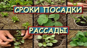 Сроки посева семян и высадки в открытый грунт рассады СРОКИ ПОСАДКИ РАССАДЫ ОВОЩЕЙ когда сажать