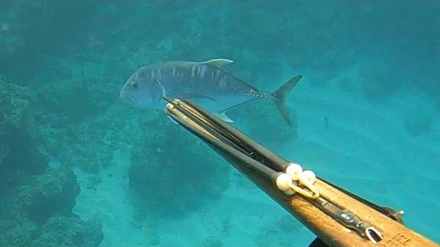 Подводная охота / Полосатый джек, черноперый тревалли, рыба и моллюски смотреть онлайн