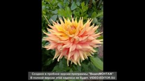 моя коллекция георгин 2025г.ч.2.