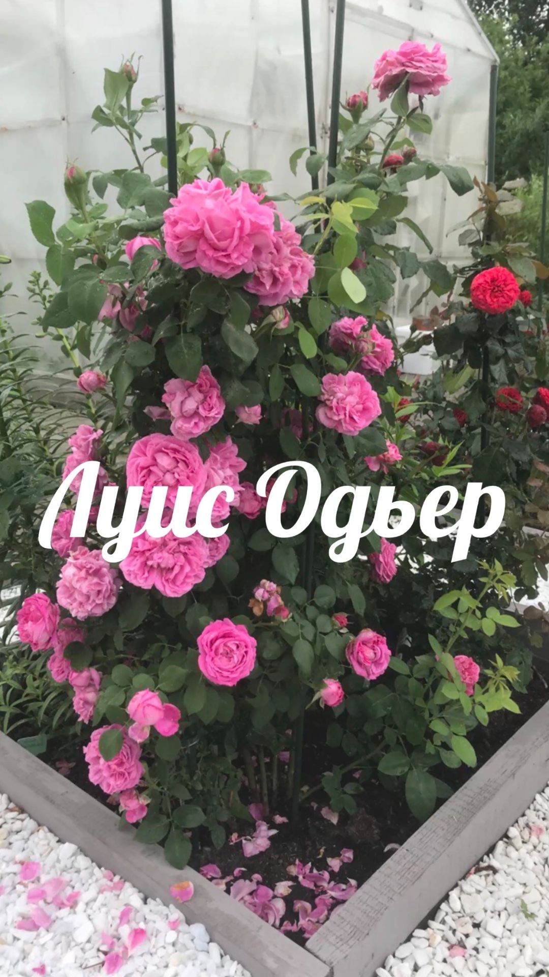 Роза Луис Одьер смотреть онлайн