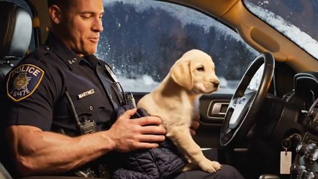 Офицер спасает замёрзшего щенка на шоссе. Дальнейшие события трогают до глубины души смотреть онлайн