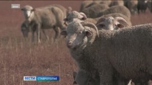 «Вести. Ставропольский край» 16.01.2026 (9.30)