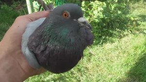 История сизого голубя