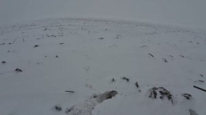 Прекрасный охотничий день в новогодние праздники, кругом одни зайцы