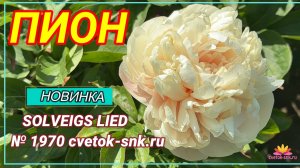 Травянистый гибрид "SOLVEIGS LIED"/Сад Ворошиловой