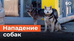 Стая собак напала на женщину с ребенком в Татарстане