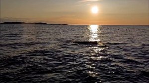 petal_20250617_112824.mp4