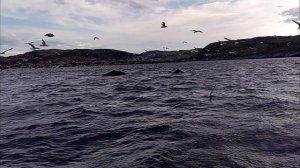 У китов обед