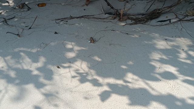 Берег крабов, остров Камаду, Мальдивы, январь 2026 (A Shore with Crabs, Kamadhoo, Maldives, Jan’26)