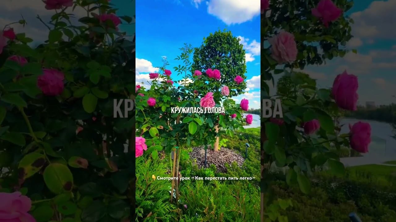 Как убрать мысль я хочу выпить #броситьпить #лечениеалкоголизма смотреть онлайн