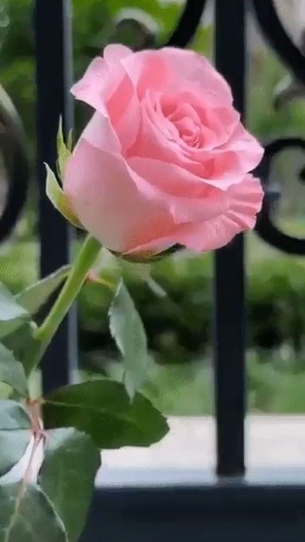 Каковы ваши ... смотреть онлайн