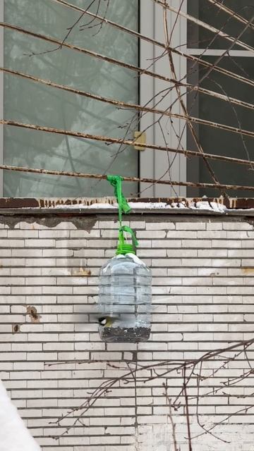 Столовая для синиц. Соблюдаем очередь! #синицы #синички смотреть онлайн