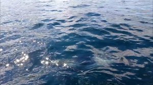 Ловим рыбу и дельфины нас развлекают