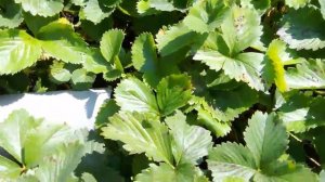 8 июля.2025. Средство от слизней работает.