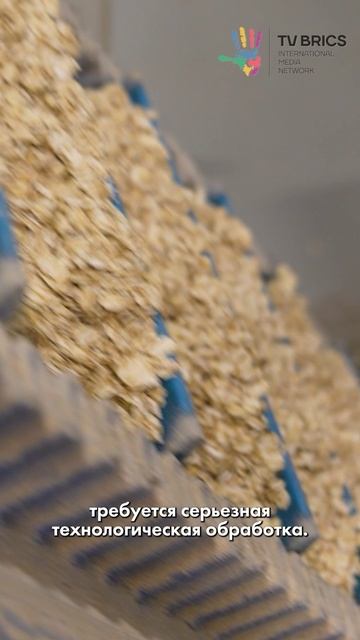 Вы знали, что история использования овса насчитывает более 32 тыс. лет? смотреть онлайн