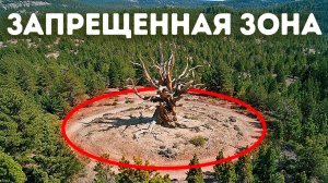 Старейшее дерево на Земле скрывают в США. Но почему?