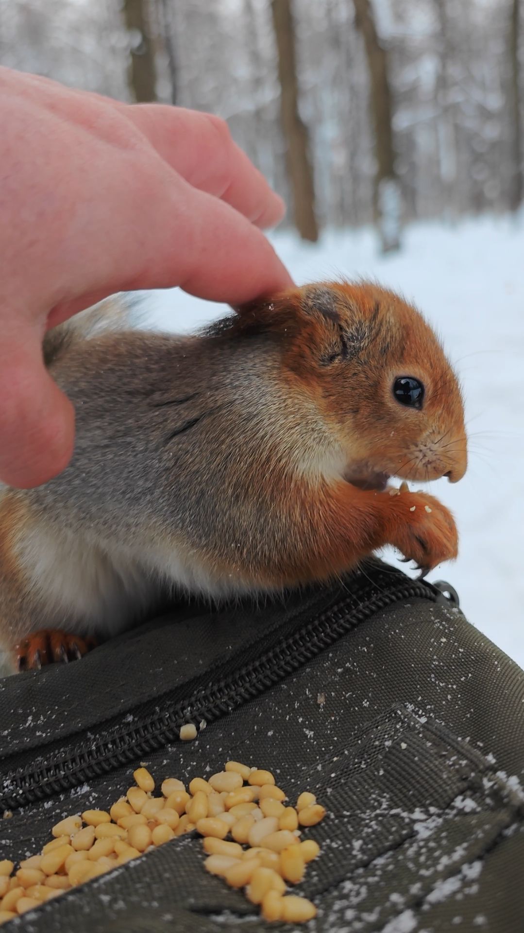Погладил незнакомую белку смотреть онлайн