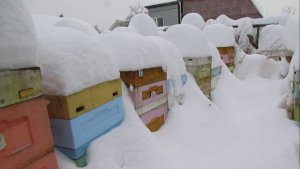 работа в январе на пасеке , 16.01.2026