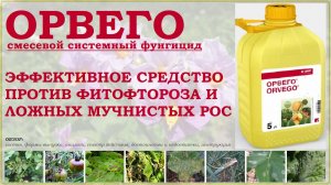 Орвего - эффективное системное средство от фитофтороза и ложных мучнистых рос. Обзор фунгицида