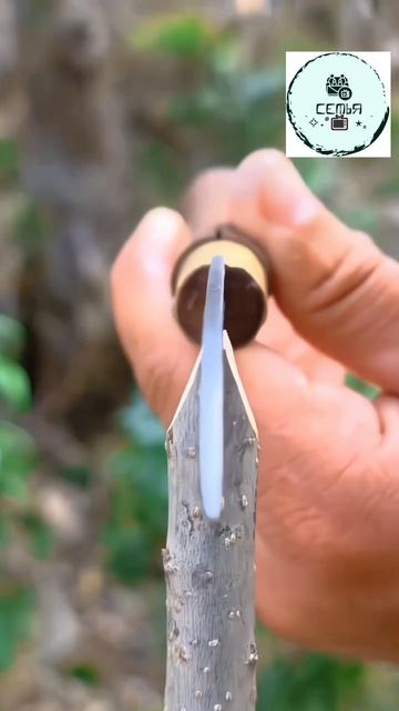 КАК ПРИВИТЬ ДЕРЕВО смотреть онлайн