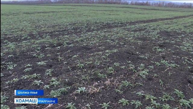 2025 шера хоадам бир Россельхозцентра кулгалхоша смотреть онлайн