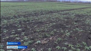 2025 шера хоадам бир Россельхозцентра кулгалхоша