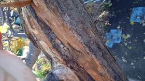 очистка плодовых деревьев осенью