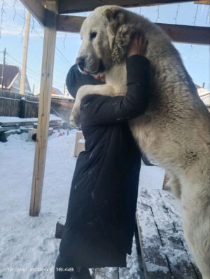 -39°, выпустил Алабая помогать набрать просмотры)))