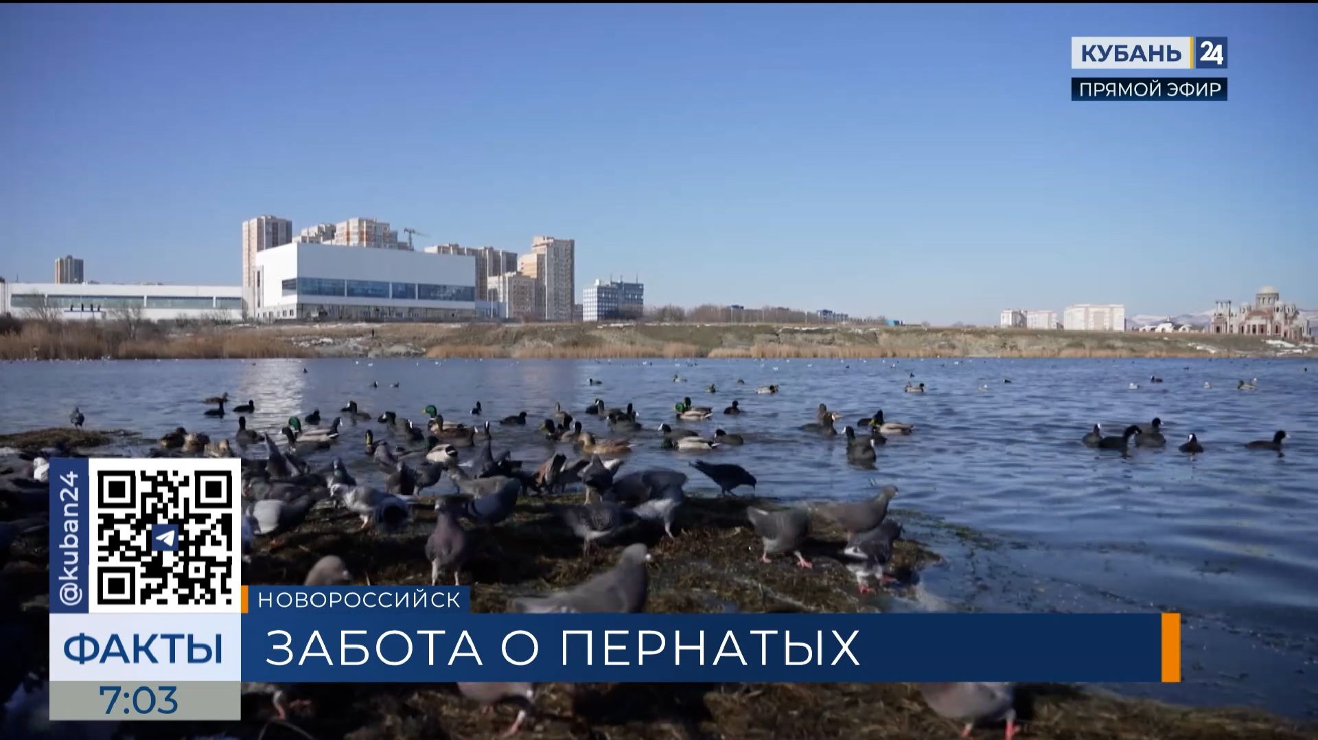 Специалист Черкашин рассказал, как правильно подкармливать птиц зимой смотреть онлайн