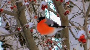 Мороз рисует стихи - Виктор Михнев, музыка - Елена Есфирь + SUNO