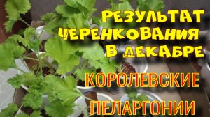 Результат черенкования королевской пеларгонии зимой