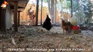 Куриная рутина – что делают куры на выгуле 😂 эпизод (115)