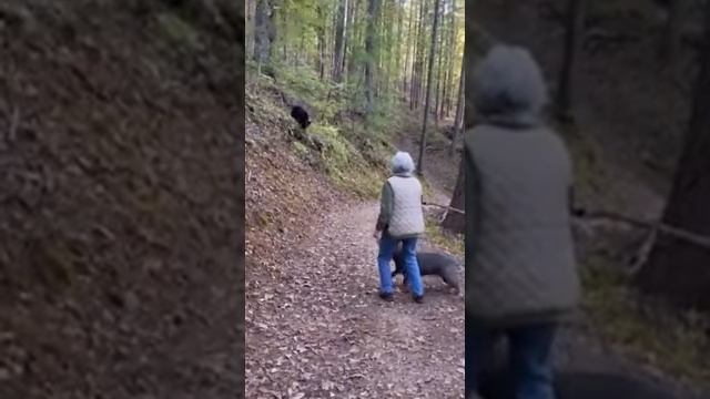 Самые смешные видео с КОШКАМИ и СОБАКАМИ. смотреть онлайн