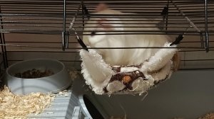 Я ем и какаю я пью и писаю усатая волосатая!🤣 Трансляция смотреть онлайн