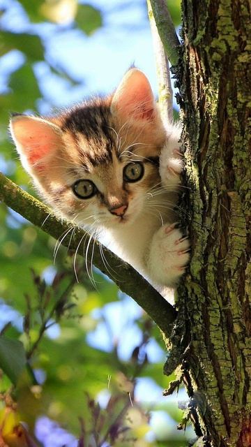 Это всё летняя жара