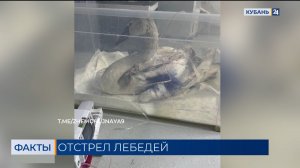 Жители села на Кубани рассказали, что подстреленные лебеди не боялись людей