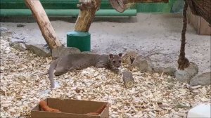 Фосса Лафи выспалась и перед обедом прогуливается по вольеру 12.01.2026