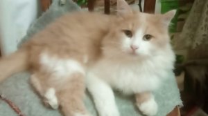 Имба перс в клеш рояль